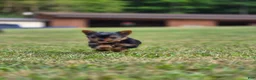 Yorkshire Terrier dogs for sale: Yorkshire Terrier 2 - Ad 2