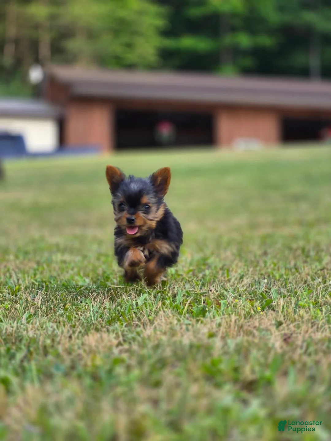 Yorkshire Terrier dogs for sale: Yorkshire Terrier 2 - Ad 2