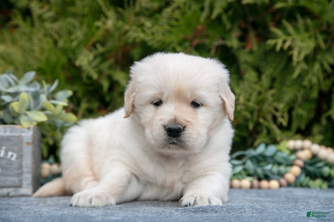 Golden Retriever dogs for sale: Max - Ad 2