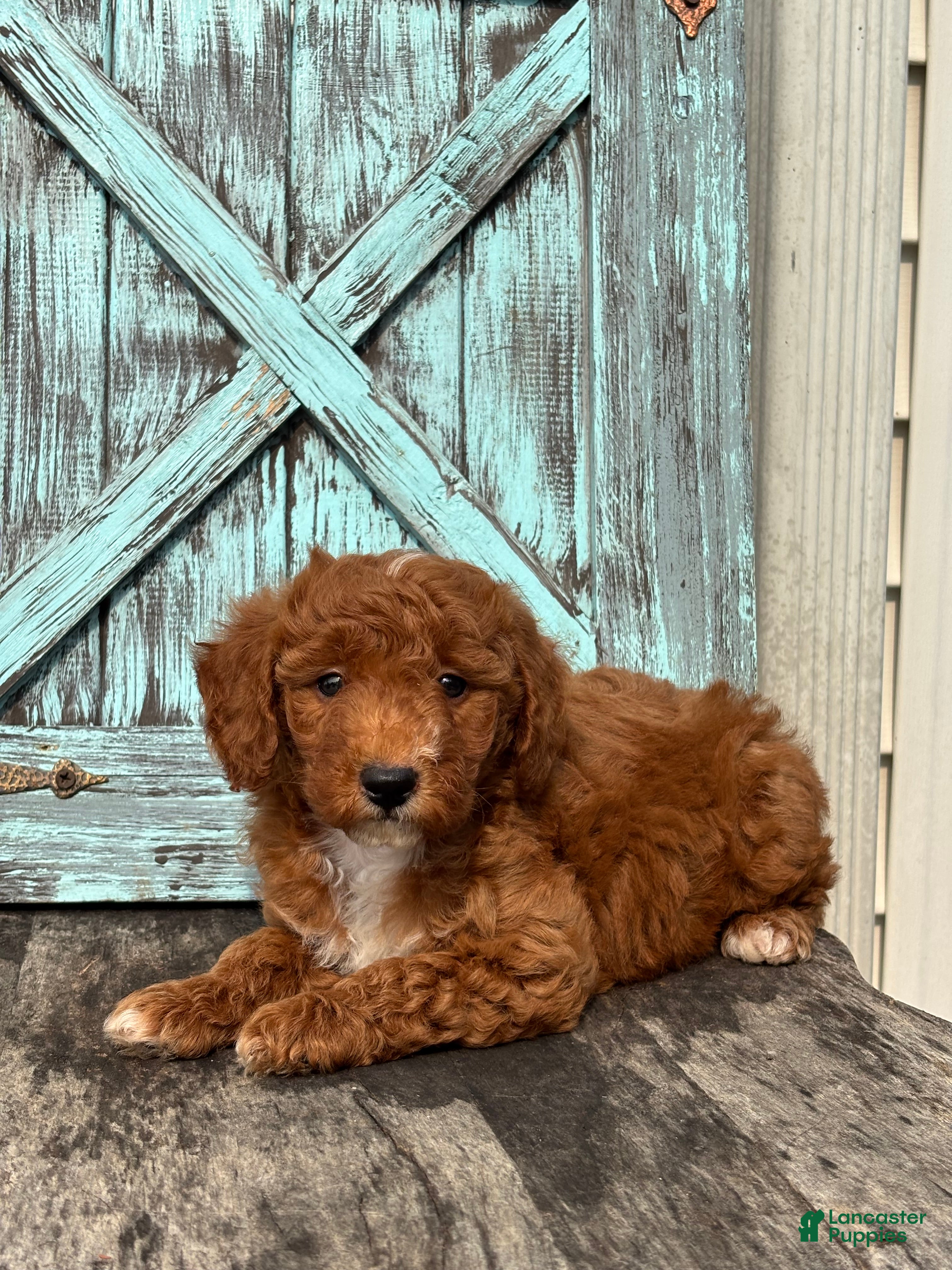 Mini Goldendoodle dogs Grant - Ad 2