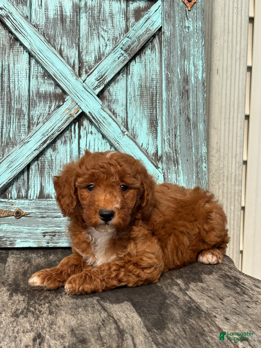 Mini Goldendoodle dogs for sale: Grant - Ad 2