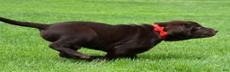 Labrador Retriever dogs for sale: Wilson - Ad 8