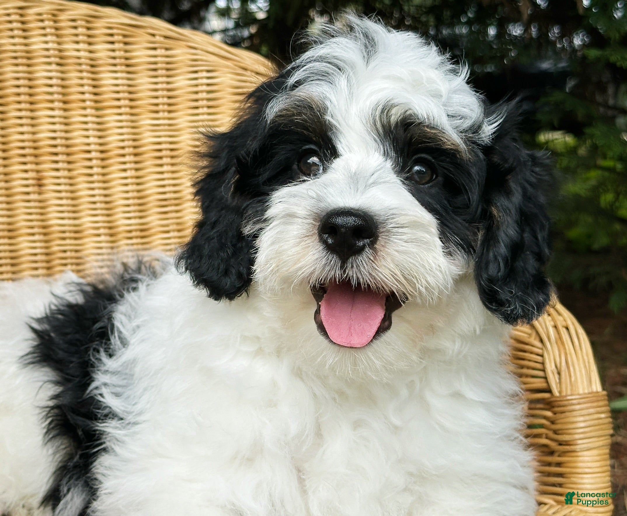 Mini Bernedoodle dogs 🪸 🐠 REEF 🐠 🪸  - Ad 1