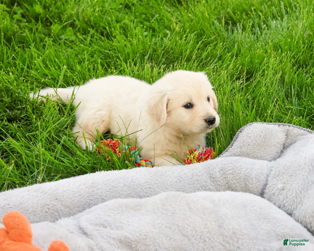 Golden Retriever dogs for sale: Wesley  - Ad 2