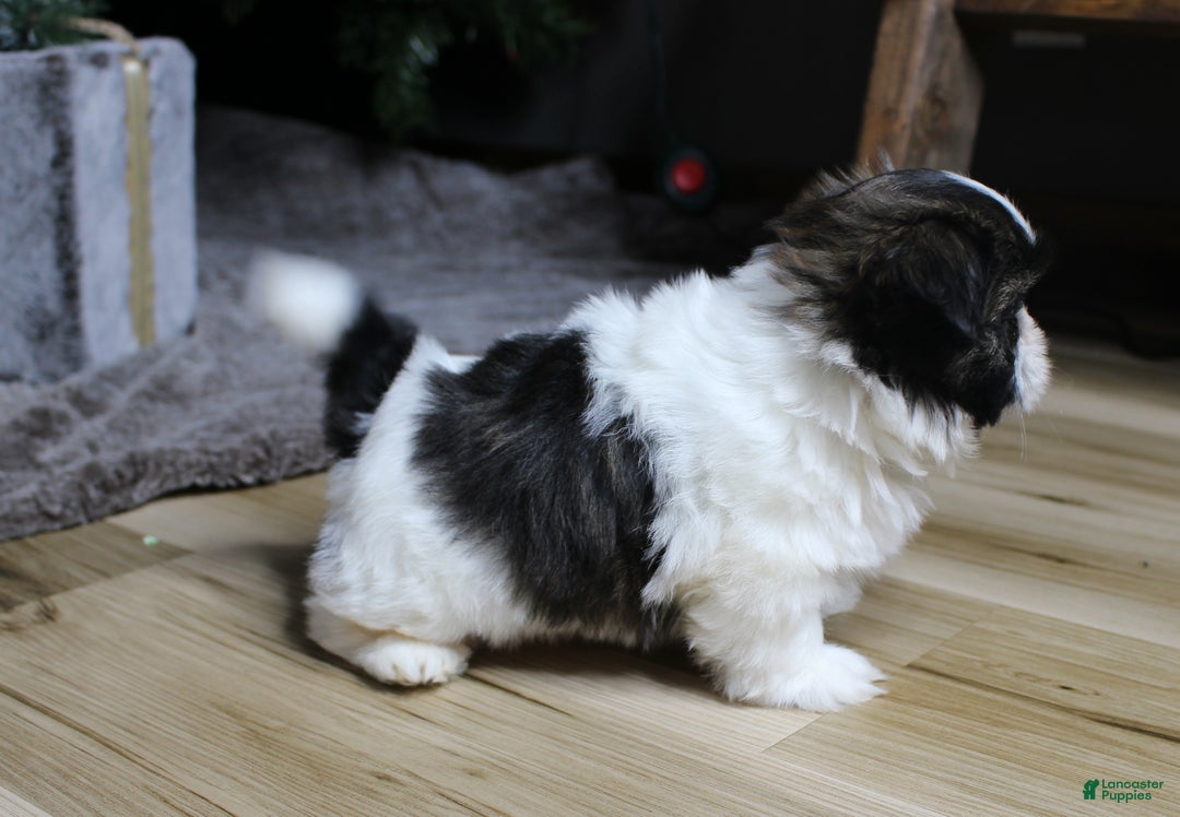 Shih Tzu dogs for sale: Koda - Ad 4