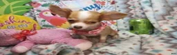 Chihuahua dogs for sale: Sammanta [Long-Haired T-Cup] - Ad 1