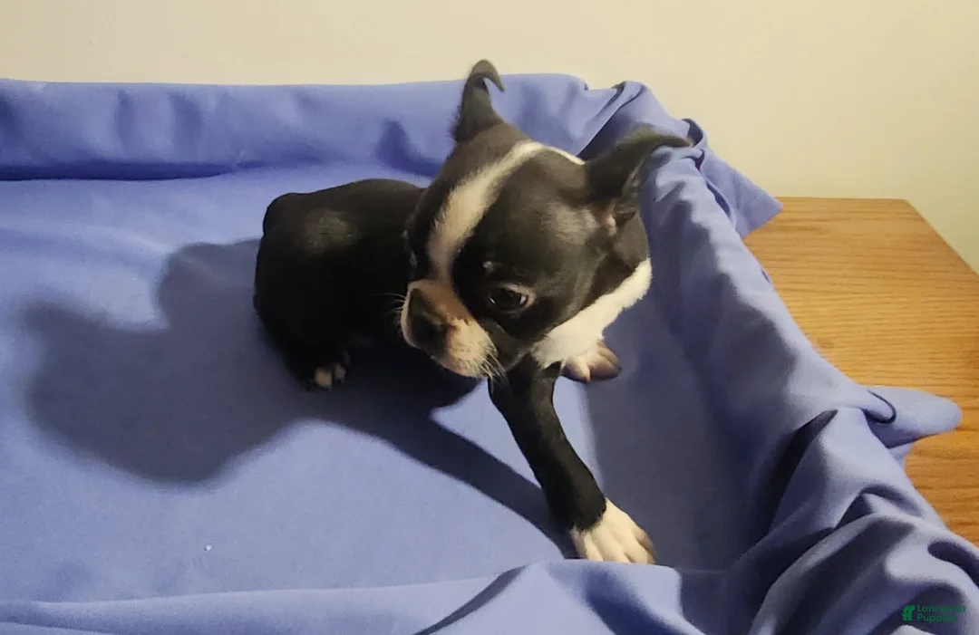 Boston Terrier dogs for sale: Girl - Ad 1