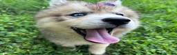 Siberian Husky dogs for sale: RISA - Ad 25