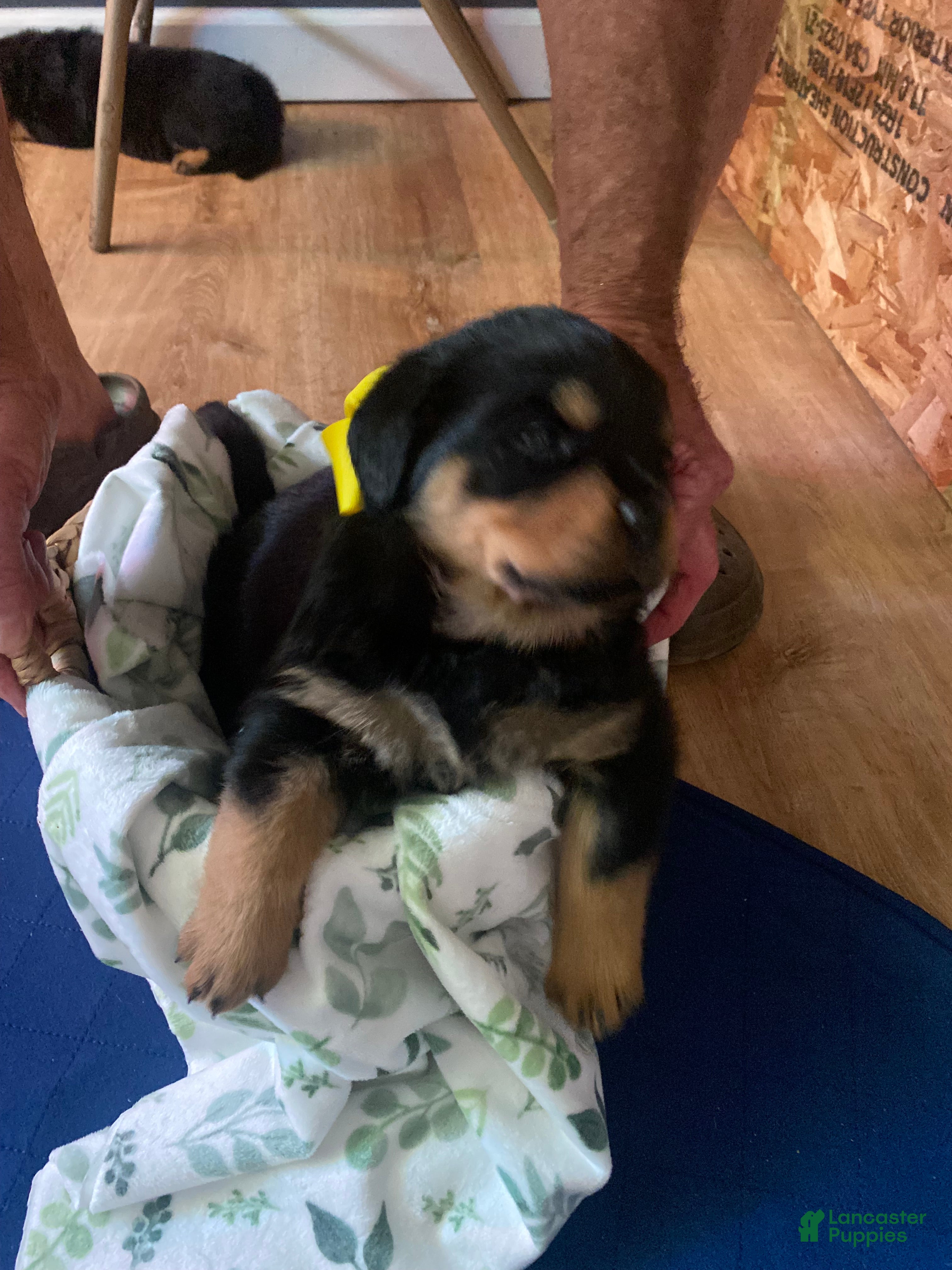 Rottweiler dogs Rottweiler Puppy 7 - Ad 38