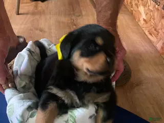 Rottweiler dogs Rottweiler Puppy 7 - Ad 38