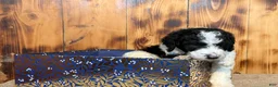 Sheepadoodle dogs for sale: Harel - Ad 3