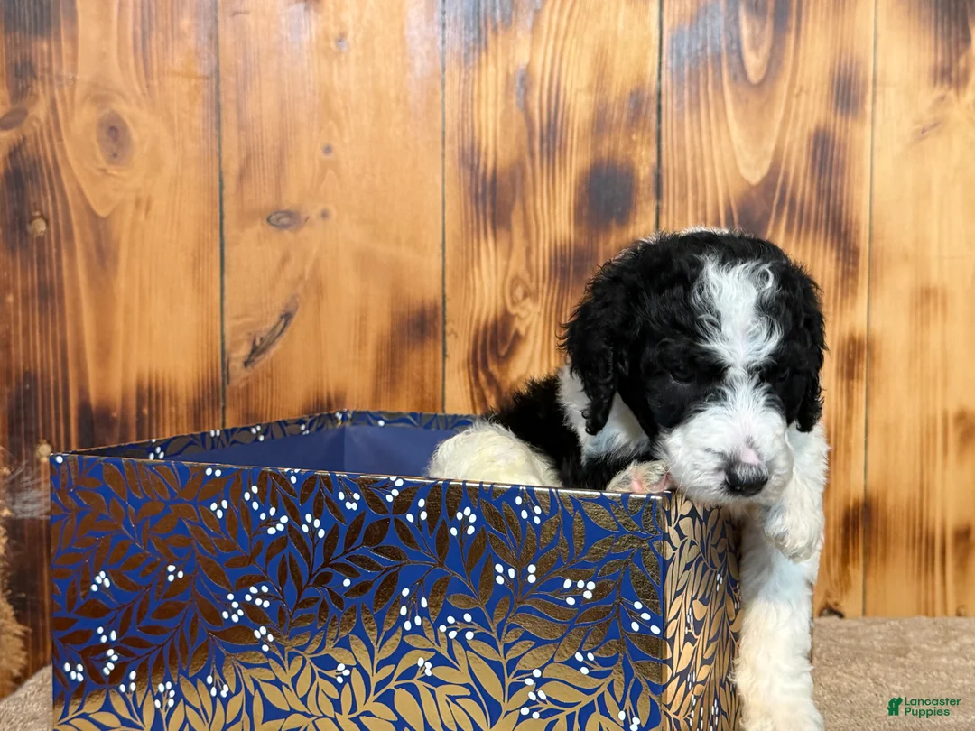 Sheepadoodle dogs for sale: Harel - Ad 3