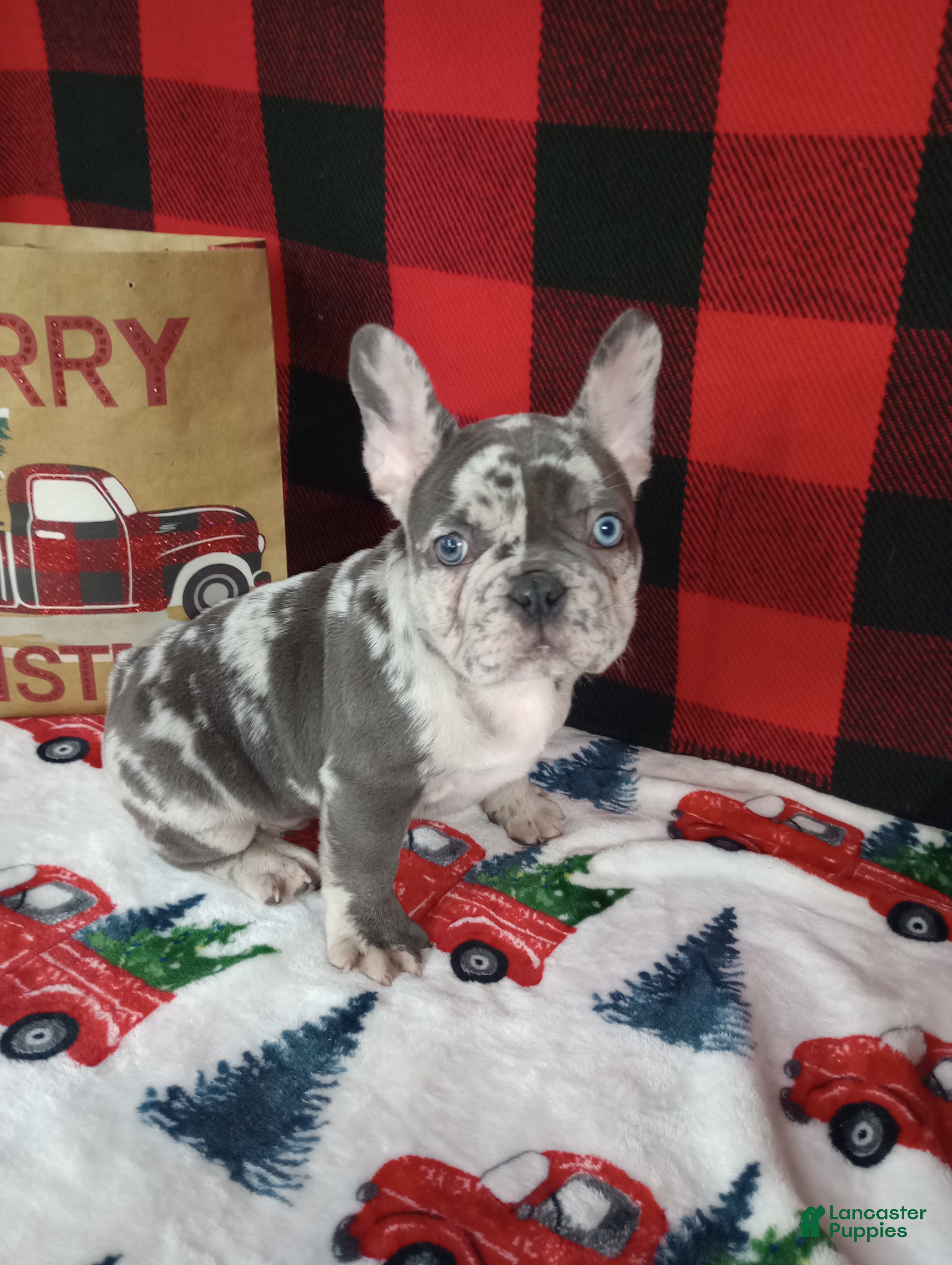 French Bulldog dogs Hunter  - Ad 33