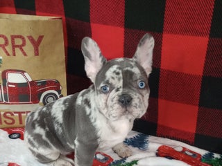 French Bulldog dogs Hunter - Ad 42