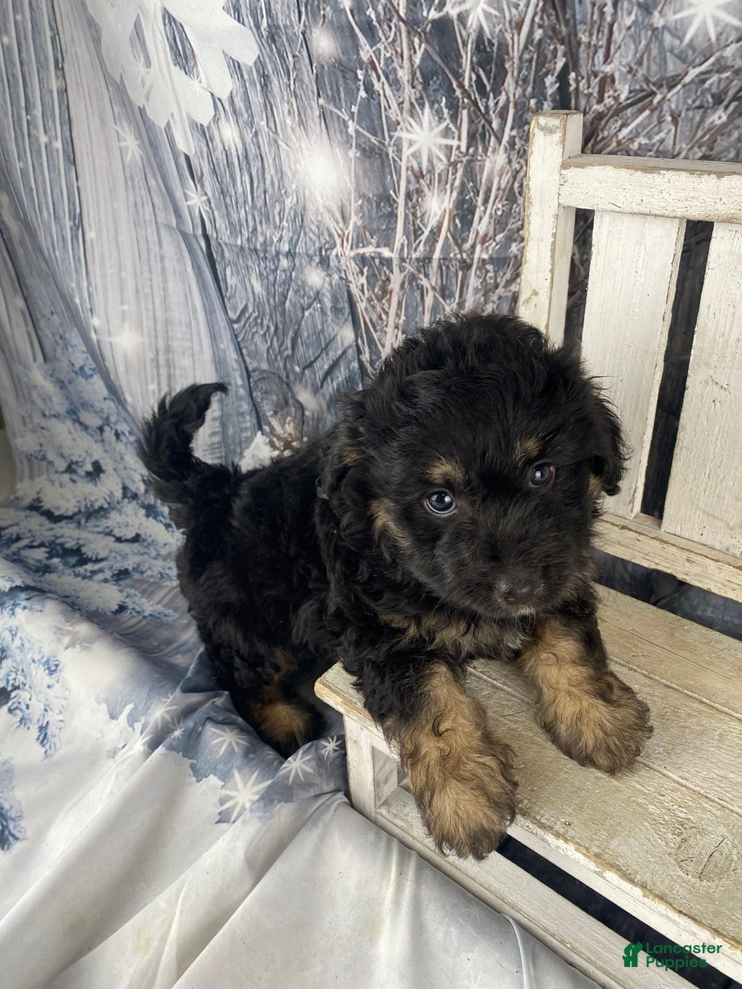 Mini Aussiedoodle dogs for sale: Isaiah - Ad 6