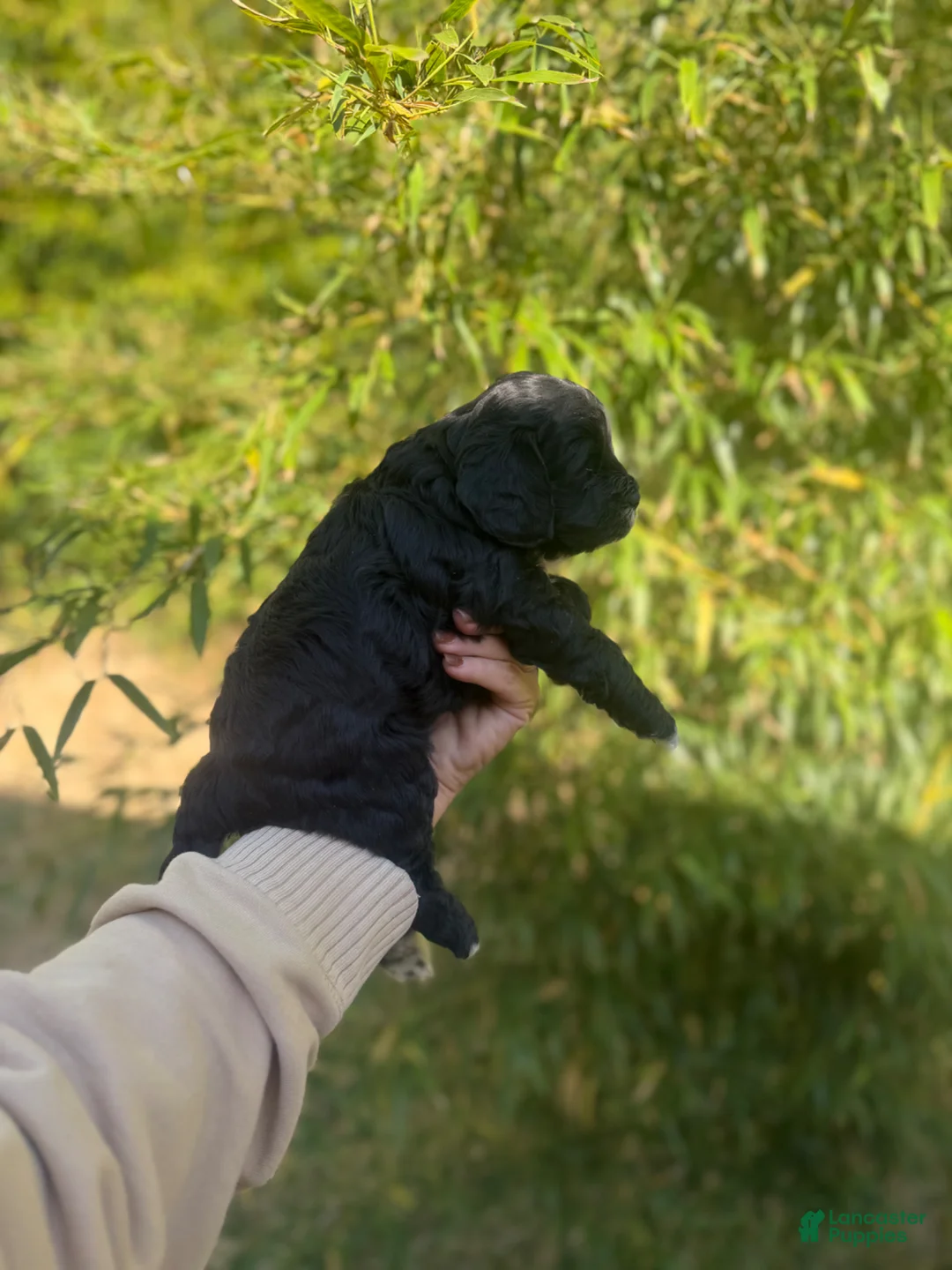 Cockapoo dogs for sale: Cockapoo Puppy 3 - Ad 3