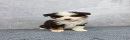 Miniature Australian Shepherd dogs for sale: Rocky - Ad 5