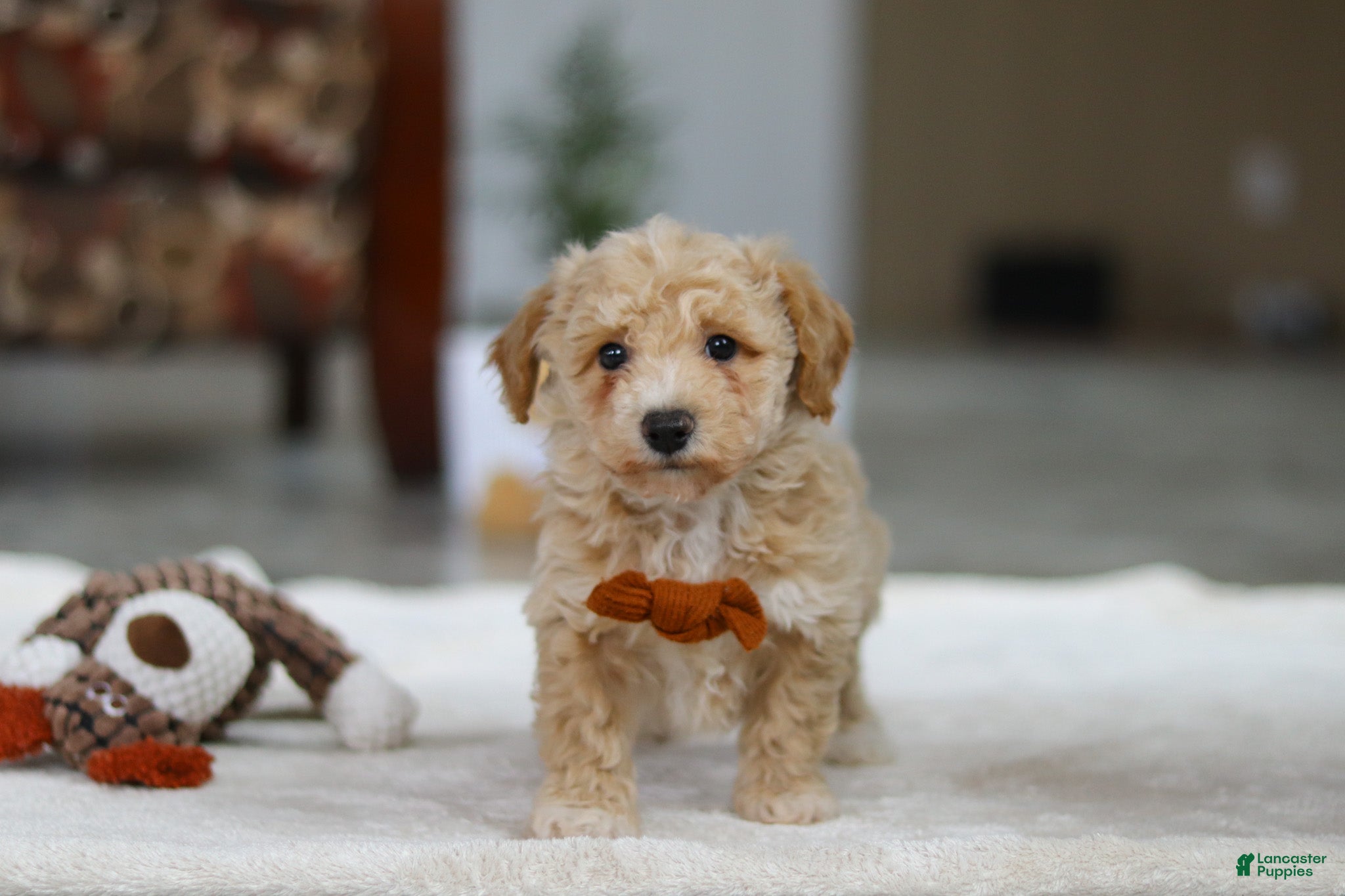 Bichpoo dogs Kory - Ad 1