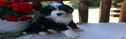 Mini Bernedoodle dogs for sale: Brayden - Ad 9
