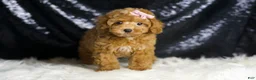 Toy Poodle dogs for sale: Patience - Ad 3