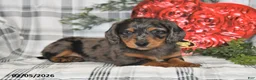 Miniature Dachshund dogs for sale: Snickers - Ad 3