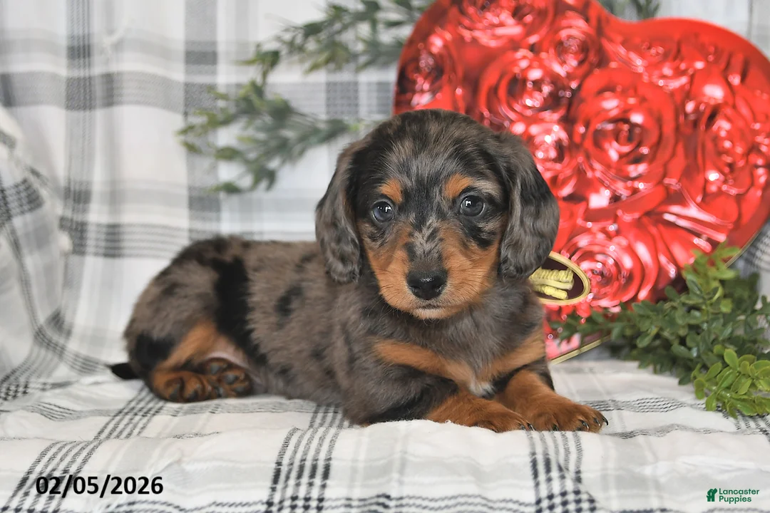 Miniature Dachshund dogs for sale: Snickers - Ad 3