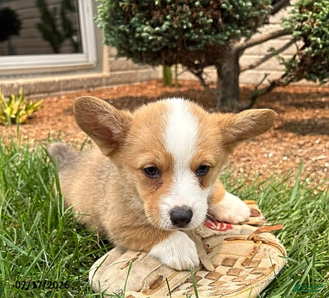 Welsh Corgi Pembroke dogs Gus - Ad 2