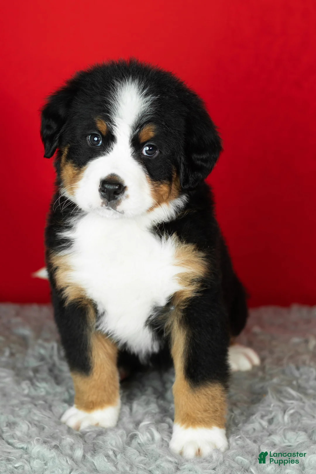 Bernese Mountain Dog dogs for sale: Monte - Ad 2