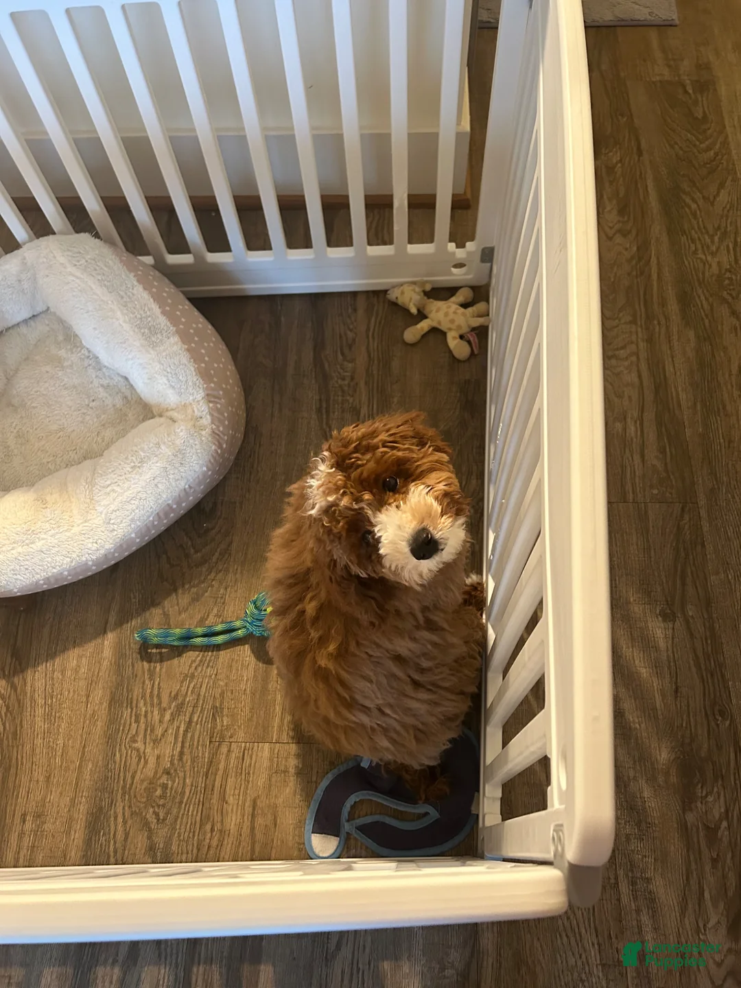 Cavapoo dogs for sale: Cavapoo Puppy 1 - Ad 2