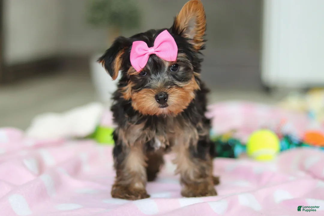 Yorkshire Terrier dogs for sale: Bella - Ad 9