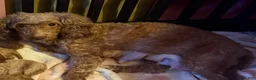 Miniature Poodle dogs for sale: Miniature Poodle 4 red collar - Ad 5