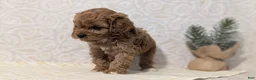 Cavapoo dogs for sale: Romeo - Ad 11