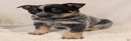 Australian Cattle Dog dogs for sale: Jack  - Ad 4