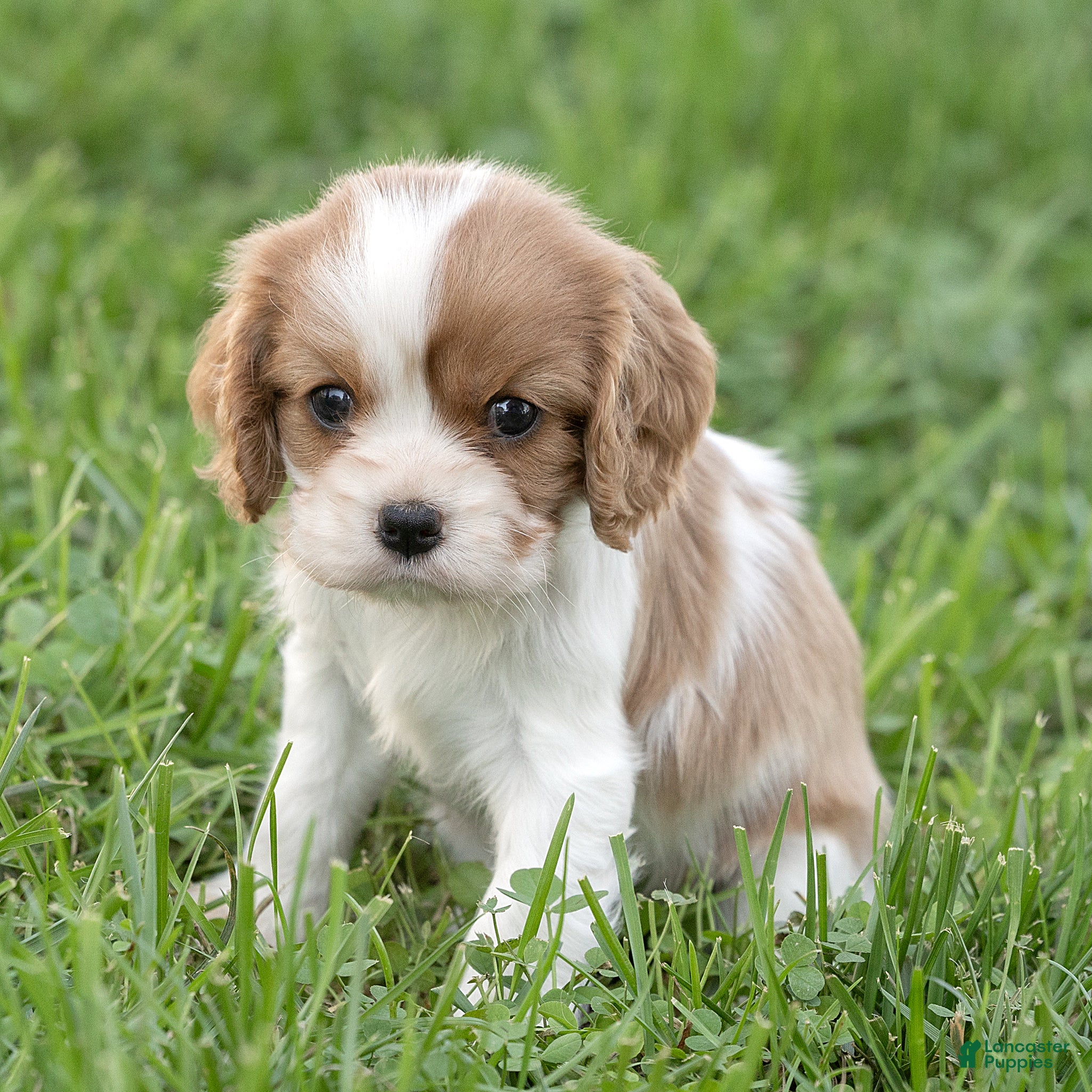 Cavalier King Charles Spaniel dogs Betty Cavalier King Charles Spaniel  - Ad 2