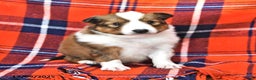 Shetland Sheepdog dogs for sale: Miss Carol - Ad 5