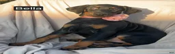 Doberman Pinscher dogs for sale: Bella WEEKEND SPECIAL $250 OFF! - Ad 12