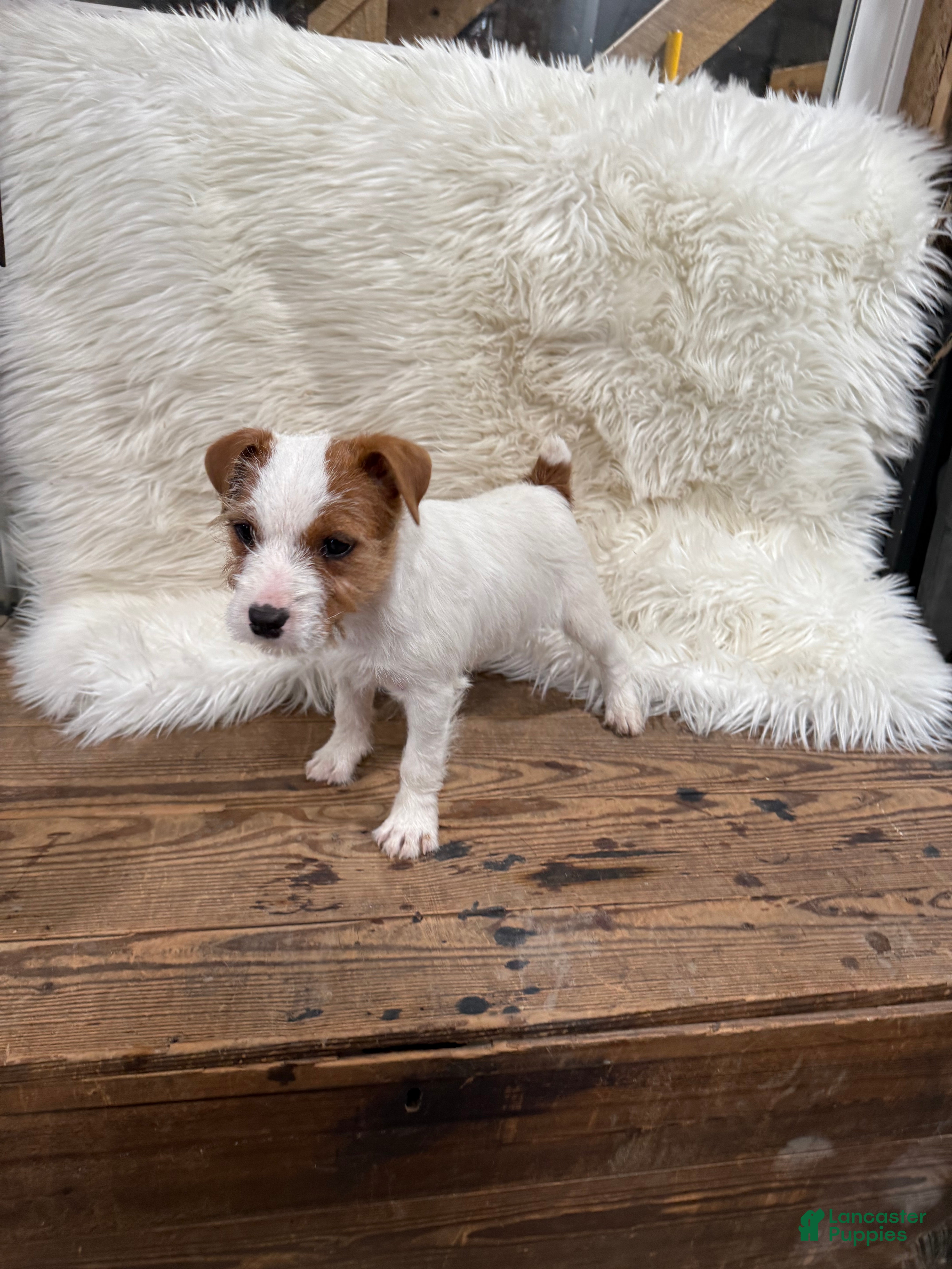 Jack Russell Terrier dogs Jrtca Genevive - Ad 1
