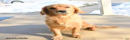 Miniature Golden Retriever dogs for sale: Sweetheart - Ad 4