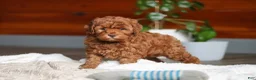 Cockapoo dogs for sale: Willow - Ad 1