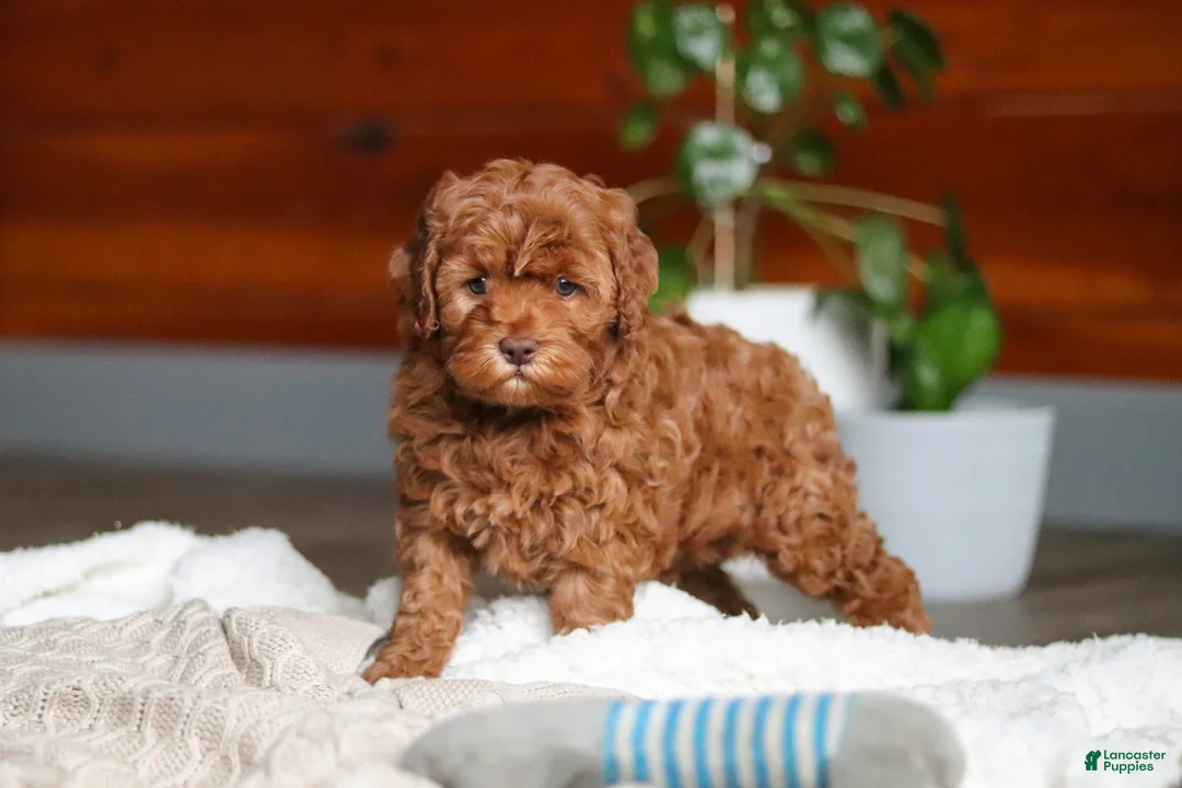 Cockapoo dogs for sale: Willow - Ad 1