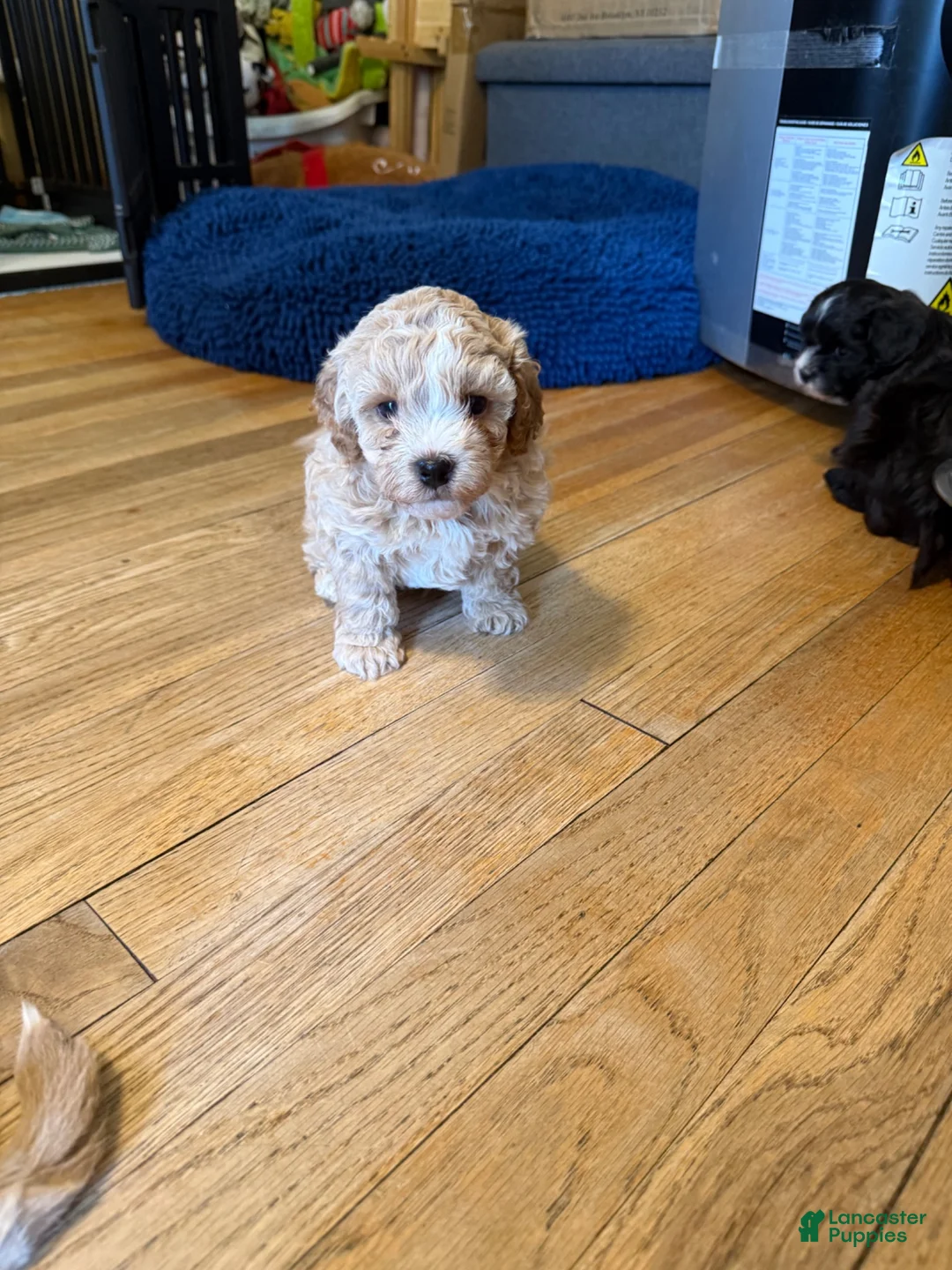 Shihpoo dogs for sale: Shihpoo 1 - Ad 1