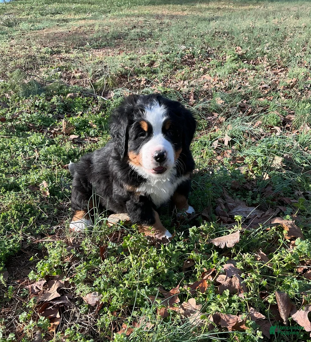 Bernese Mountain Dog dogs for sale: "Max"  Bernese Mountain Dog Puppy 2 - Ad 4