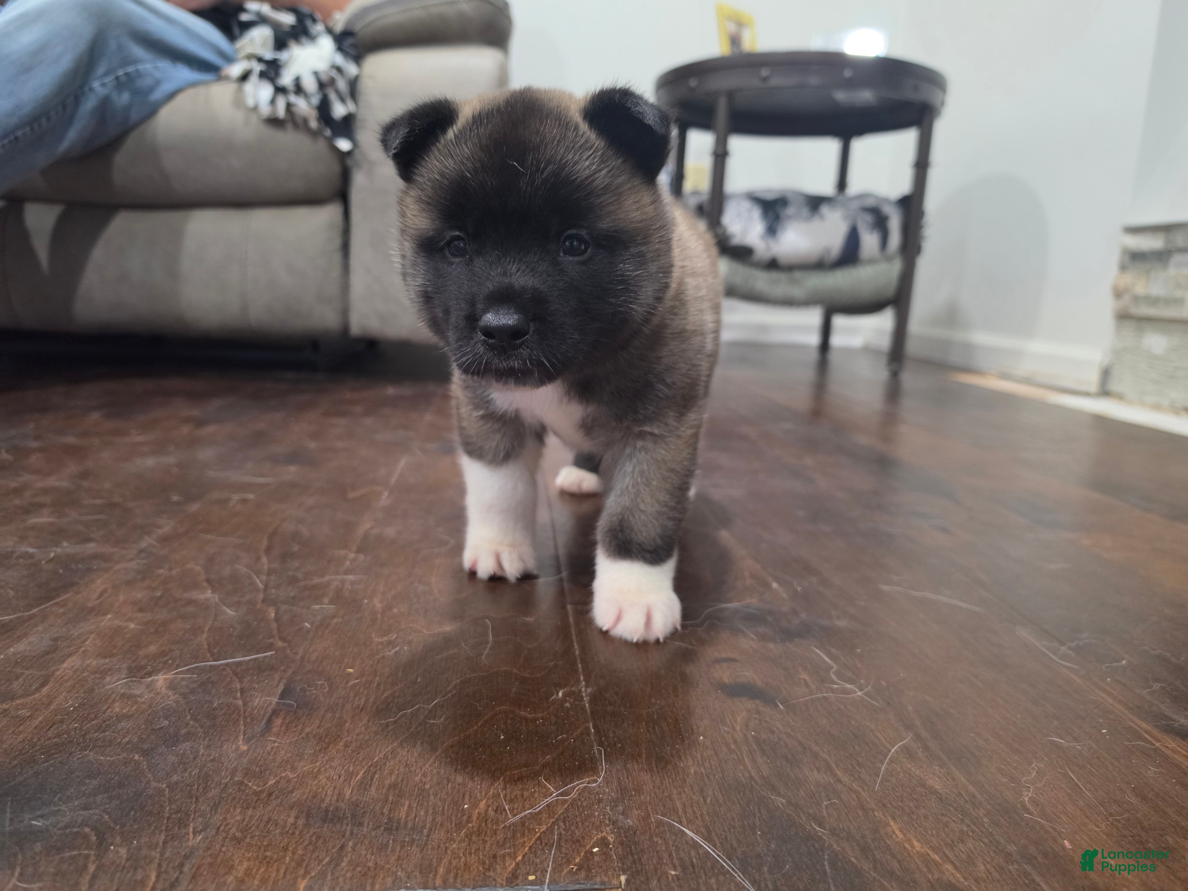 Akita dogs CRAPONE - Ad 2