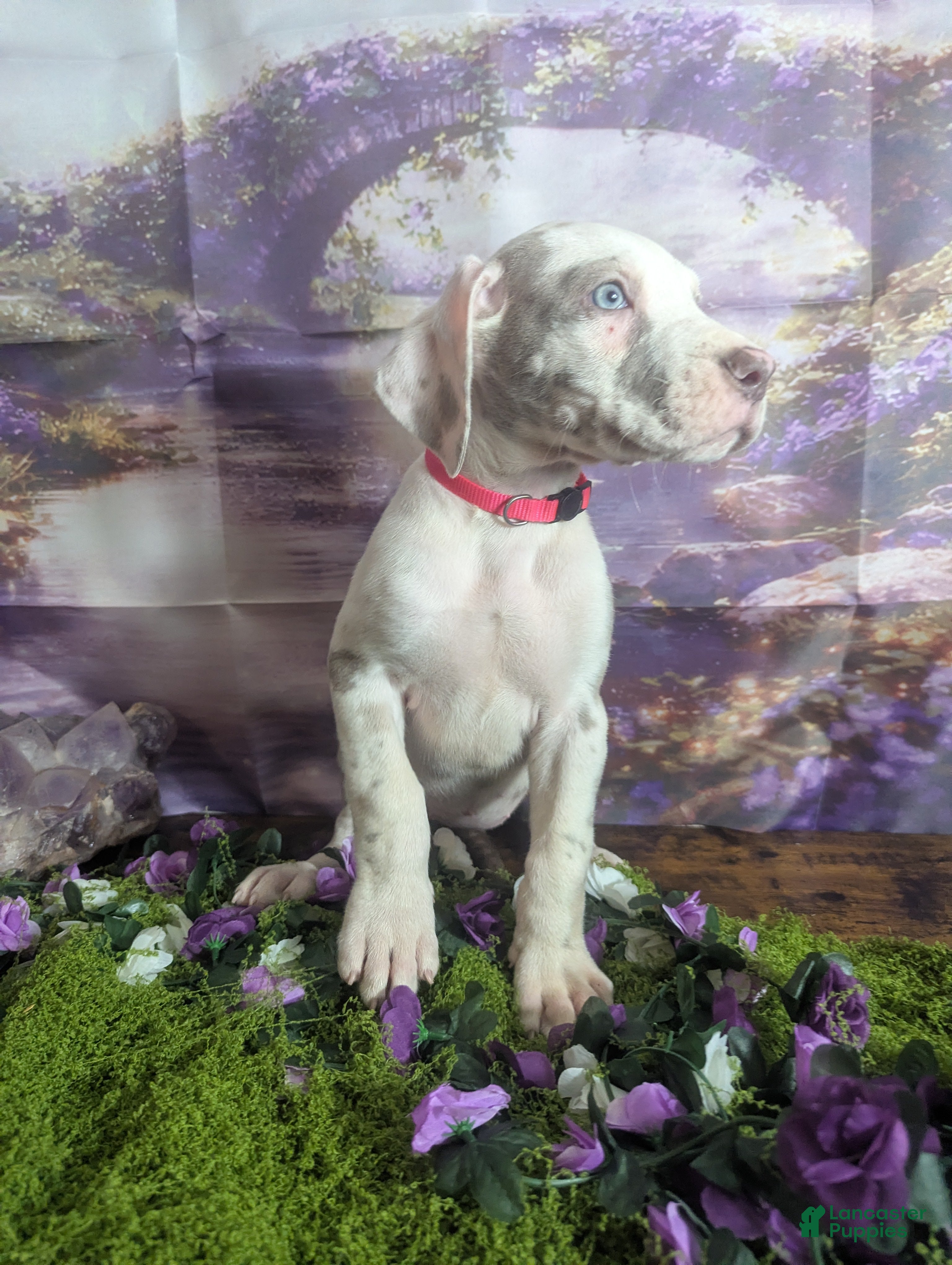 Great Dane dogs Anastasia Lilac Harlequin  - Ad 2
