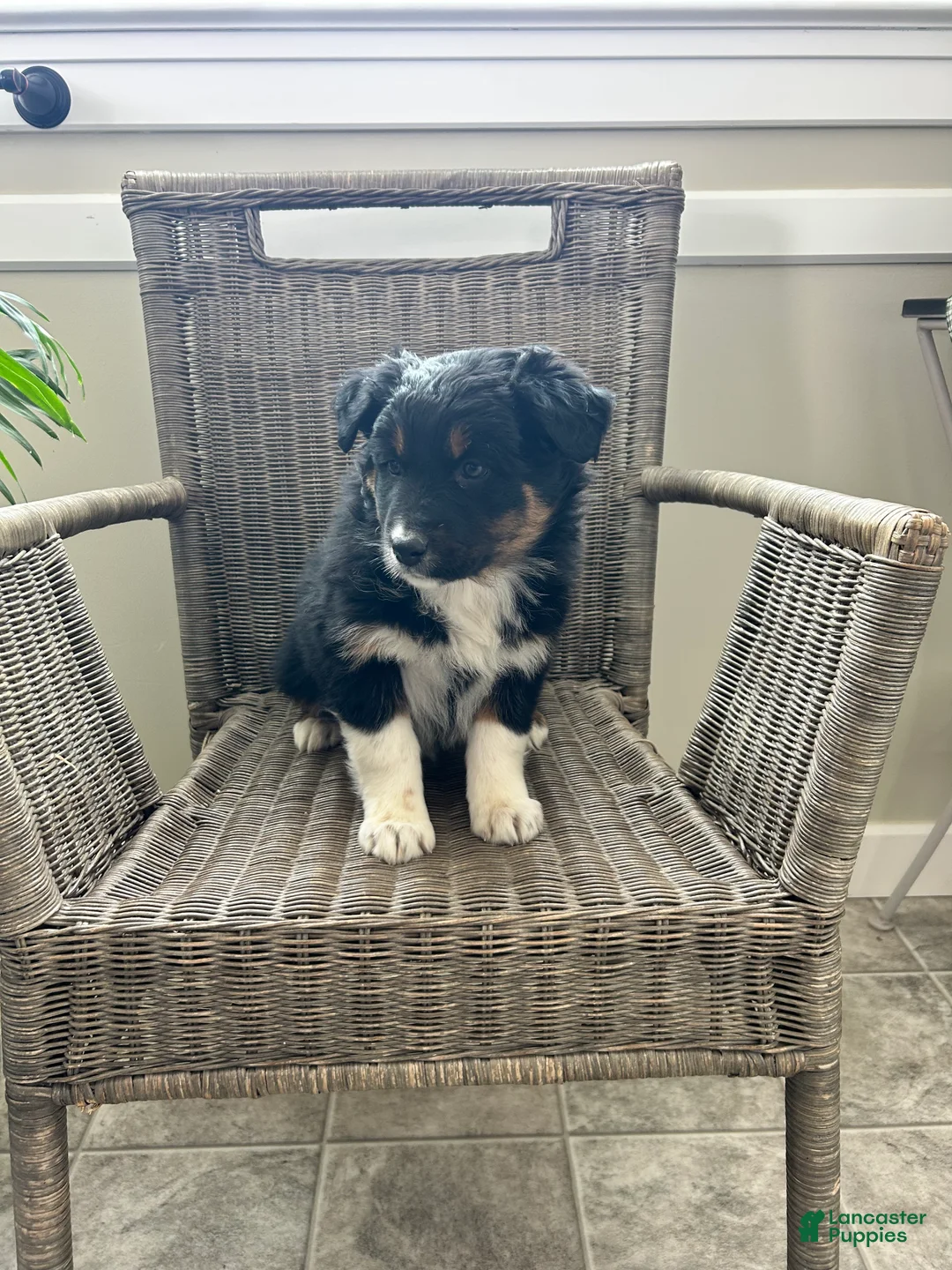 Australian Shepherd dogs for sale: Lily - Ad 3