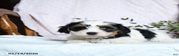 Mixed Breed dogs for sale: Orbit - Ad 3