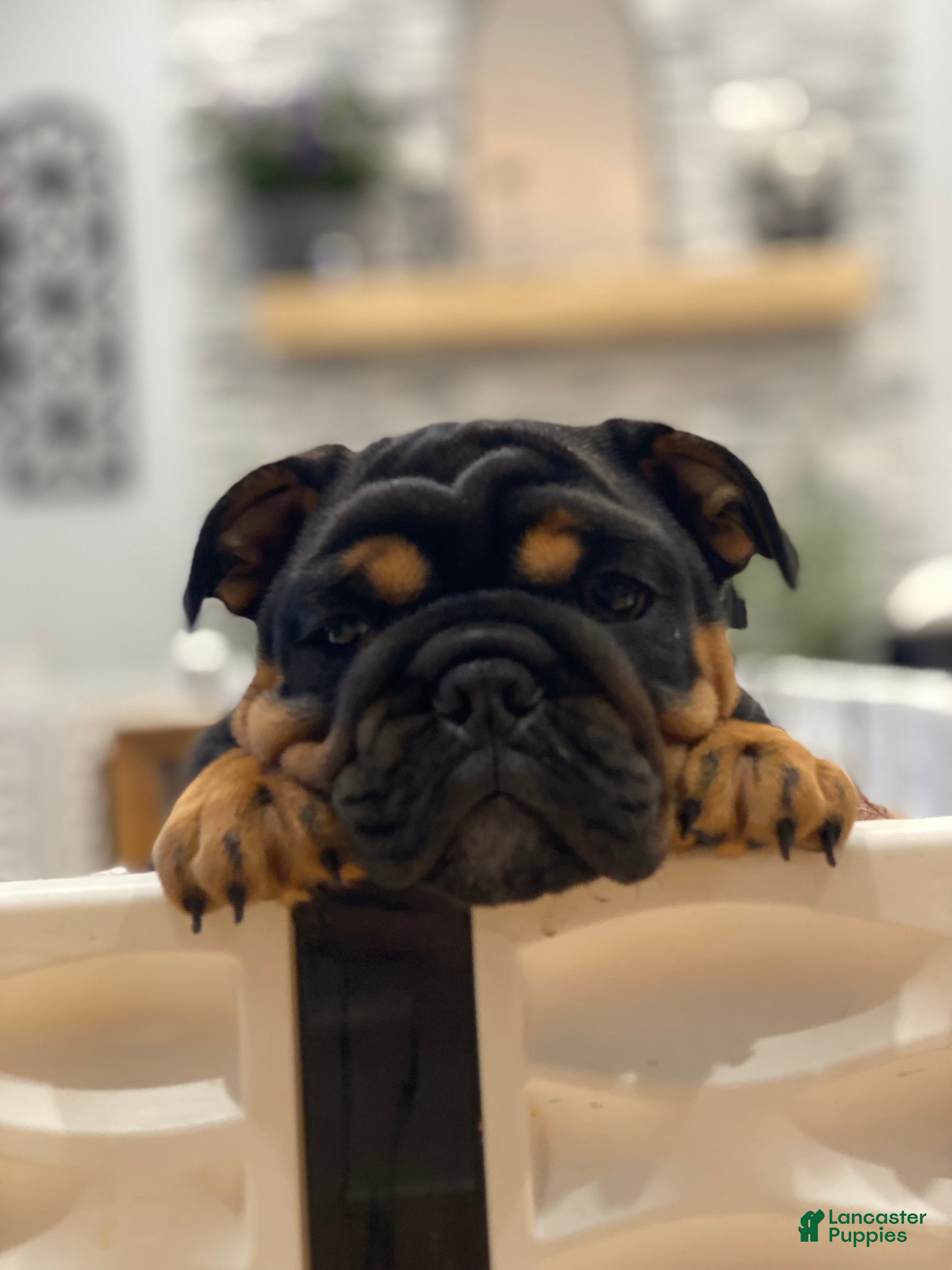 English Bulldog dogs Love - Ad 15