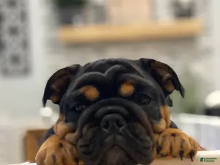 English Bulldog dogs Love - Ad 15