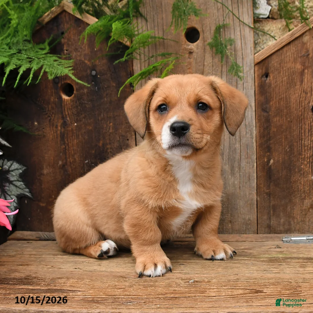 Mixed Breed dogs for sale: Eddie - Ad 1