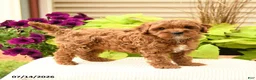 Cavapoo dogs for sale: Buddy - Ad 2